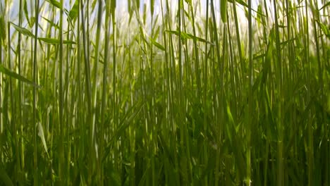 Barley-Field-2