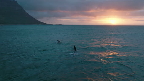 Slide-and-pan-of-whales-emerging-on-surface-near-sea-coast.-Evening-shot-against-sunset-sky.