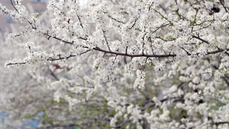 Spring-background.-Blossoming-tree-in-spring.-Cherry-blossom-in-spring
