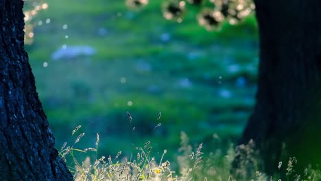 Magical-scenery-in-the-forest-with-flies-and-pollen-leaves-being-illuminated-by-sunrays-400m-close-up-slow-motion