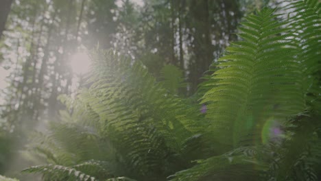 Magical-Forest:-a-majestic-green-fern-towers-over-the-camera-as-the-sun-flickers-through-its-branches-in-slow-motion